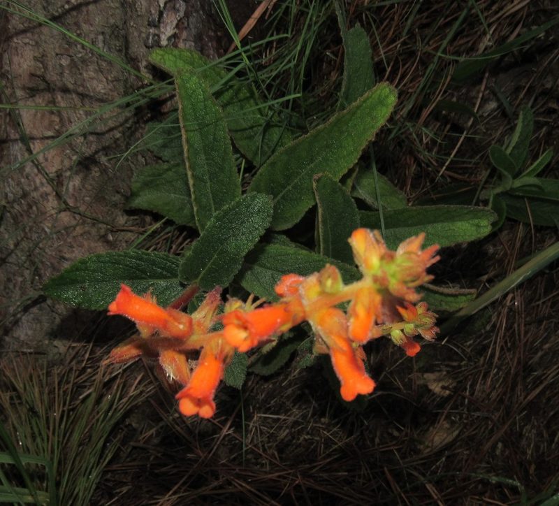 Sinningia allagophylla, photographed by Kahio Tiberio Mazon