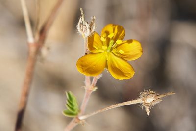Kallstroemia peninsularis, photographed by Bill Levine