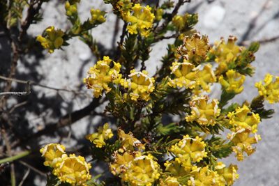 Aspalathus callosa, photographed by Tony Rebelo