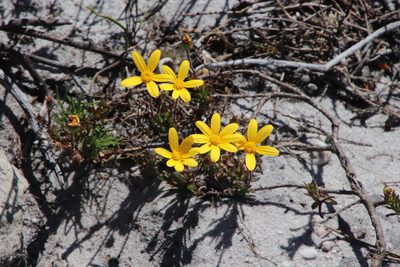 Osteospermum polygaloides, photographed by Tony Rebelo