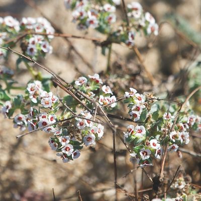 Euphorbia leucophylla, photographed by Bill Levine