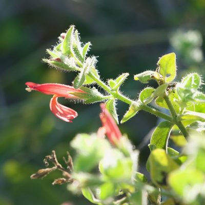 Justicia purpusii, photographed by Bill Levine