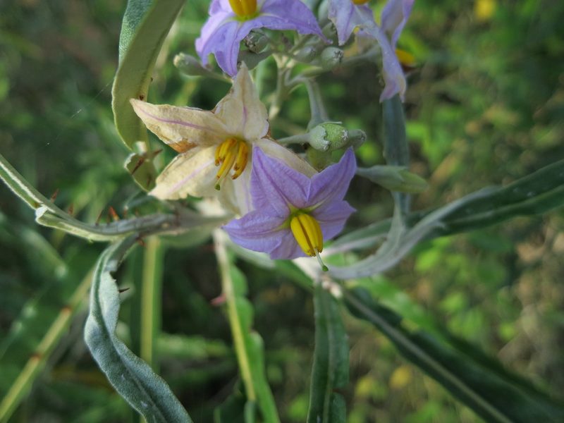 Solanum croatii, photographed by bat (Maria Vorontsova)