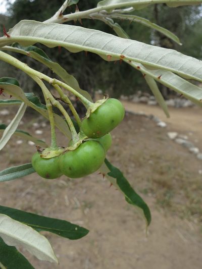 Solanum croatii, photographed by bat (Maria Vorontsova)