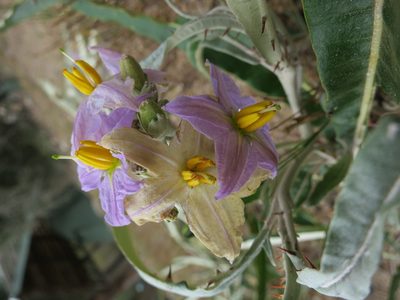 Solanum croatii, photographed by bat (Maria Vorontsova)