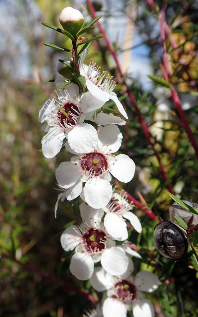 Leptospermum repo, photographed by Peter de Lange