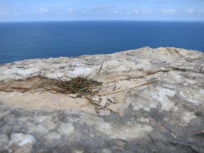 Sporobolus perrieri, photographed by bat (Maria Vorontsova)