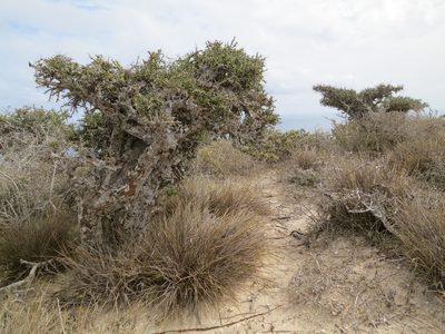 Setaria humbertiana, photographed by bat (Maria Vorontsova)