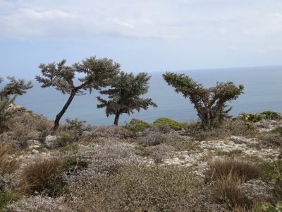 Euphorbia stenoclada, photographed by bat (Maria Vorontsova)