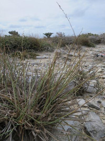 Setaria humbertiana, photographed by bat (Maria Vorontsova)