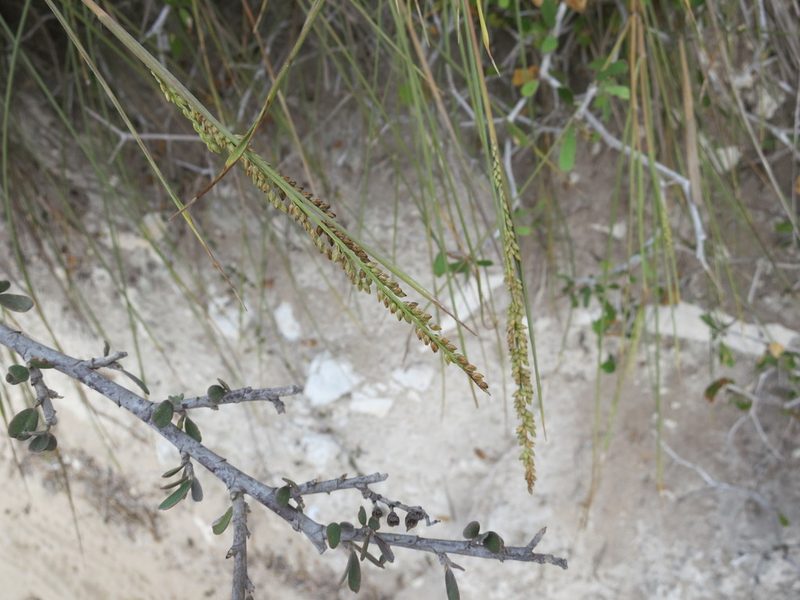Setaria humbertiana, photographed by bat (Maria Vorontsova)