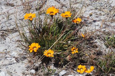Gazania pectinata, photographed by Tony Rebelo