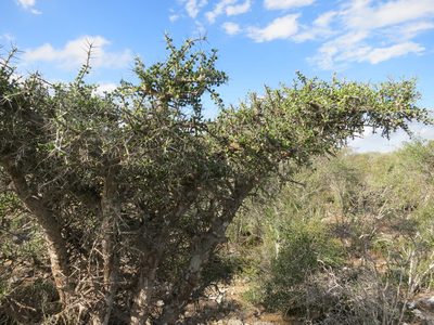 Alluaudia comosa, photographed by bat (Maria Vorontsova)
