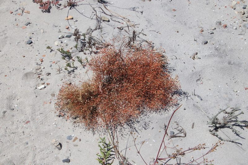 Pharnaceum incanum, photographed by Tony Rebelo