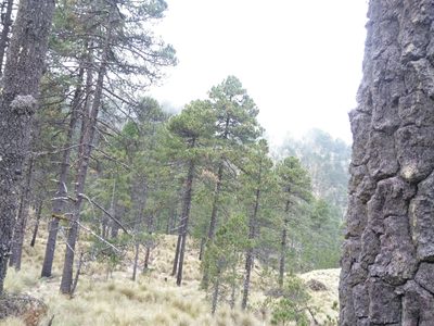 Pinus hartwegii, photographed by Manuel Nicolás Madrigal Pérez
