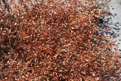 Pharnaceum incanum, photographed by Tony Rebelo