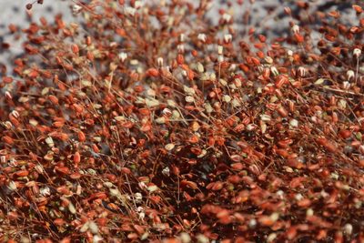 Pharnaceum incanum, photographed by Tony Rebelo