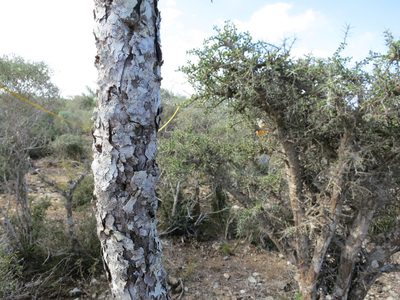 Alluaudia comosa, photographed by bat (Maria Vorontsova)