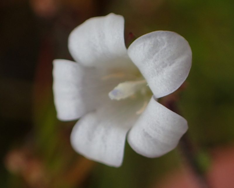 Prismatocarpus rogersii, photographed by Nicola van Berkel