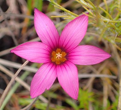 Romulea cruciata, photographed by Nicola van Berkel