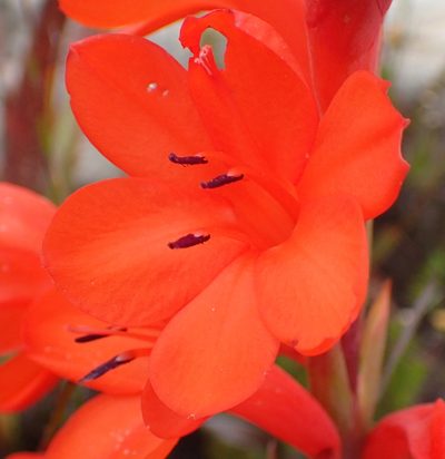 Watsonia schlechteri, photographed by Nicola van Berkel