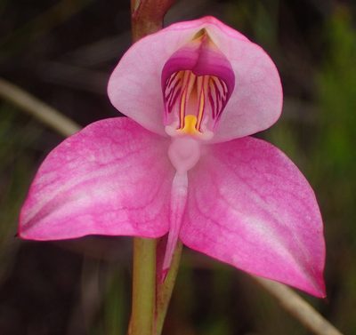 Disa racemosa, photographed by Nicola van Berkel