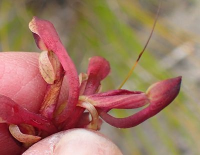 Disa reticulata, photographed by Nicola van Berkel