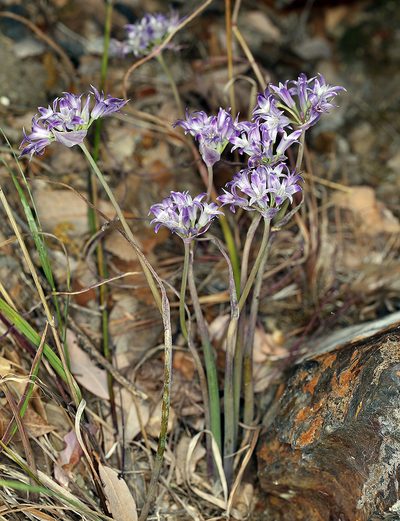Allium abramsii, photographed by Steve Matson