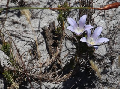 Roella prostrata, photographed by Tony Rebelo