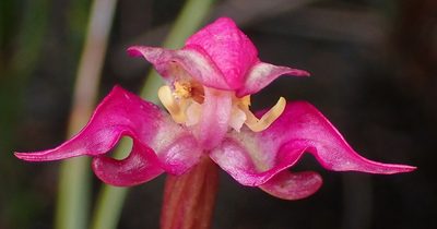 Disperis paludosa, photographed by Nicola van Berkel