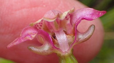 Disperis paludosa, photographed by Nicola van Berkel