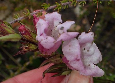 Graderia scabra, photographed by Nicola van Berkel