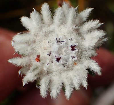 Phylica curvifolia, photographed by Nicola van Berkel