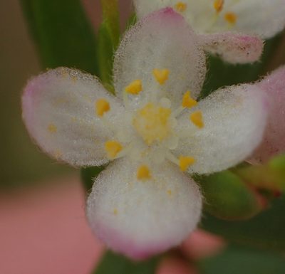 Lachnaea burchellii, photographed by Nicola van Berkel