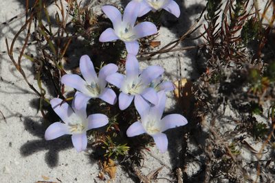 Roella prostrata, photographed by Tony Rebelo