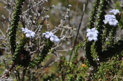 Roella amplexicaulis, photographed by Tony Rebelo