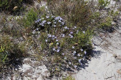 Roella prostrata, photographed by Tony Rebelo