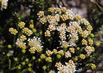 Agathosma imbricata, photographed by Tony Rebelo