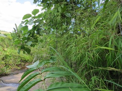 Sirochloa parvifolia, photographed by bat (Maria Vorontsova)
