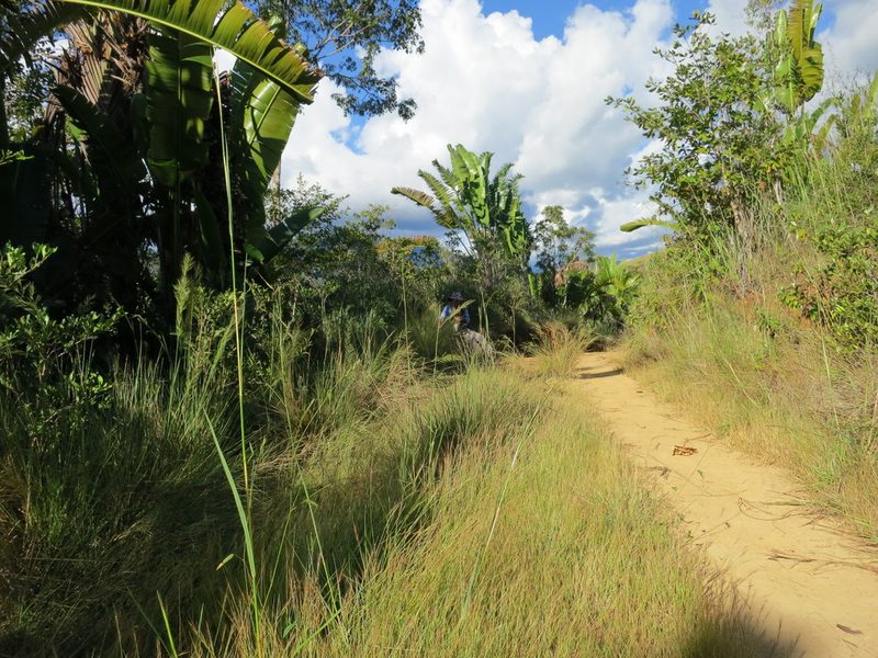Viguierella madagascariensis, photographed by bat (Maria Vorontsova)