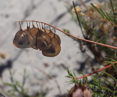 Lessertia herbacea, photographed by Tony Rebelo