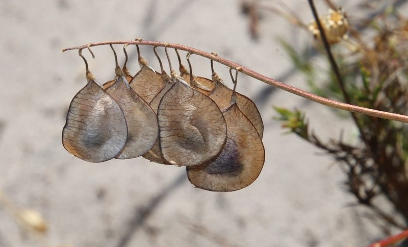 Lessertia herbacea, photographed by Tony Rebelo