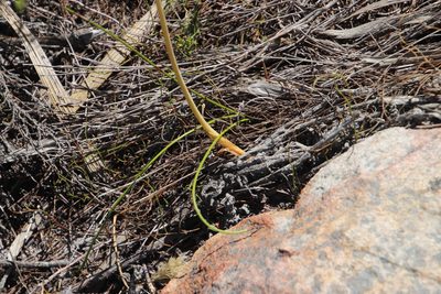 Albuca fragrans, photographed by Tony Rebelo