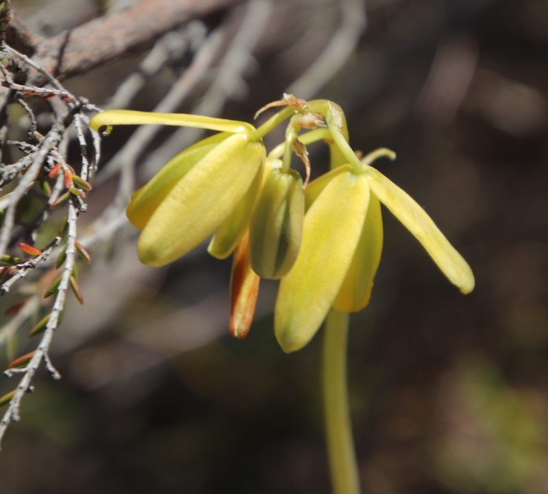 Albuca fragrans, photographed by Tony Rebelo