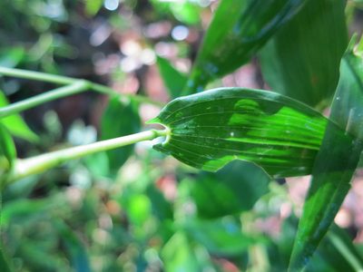 Humbertochloa bambusiuscula, photographed by bat (Maria Vorontsova)