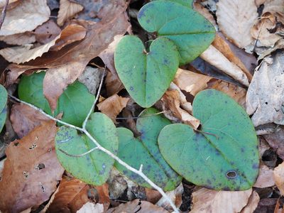 Asarum heterophyllum, photographed by Clay Gibbons