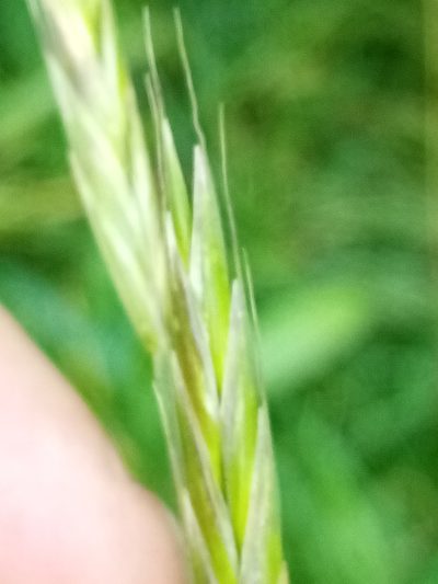 Bromus sitchensis, photographed by Joe Potter Butler