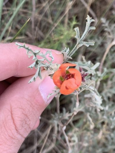 Sphaeralcea australis, photographed by Leonel Roget