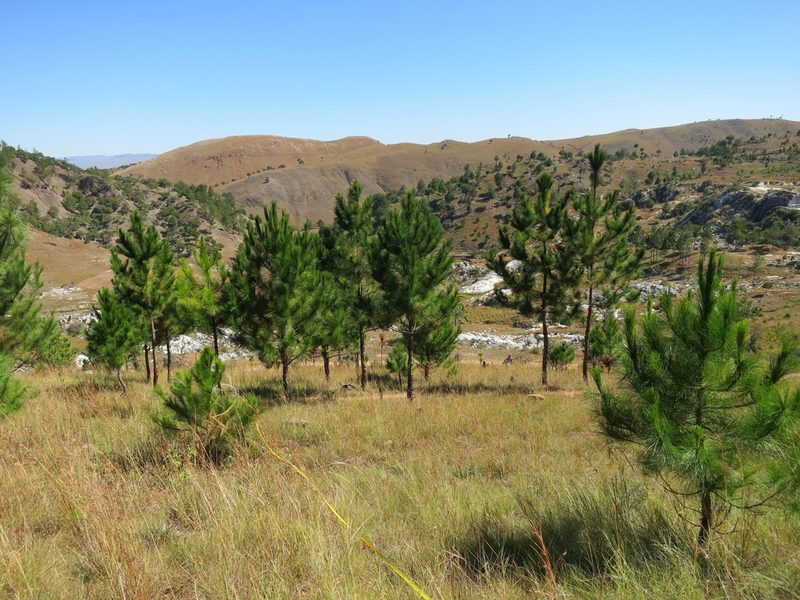 Pinus kesiya, photographed by bat (Maria Vorontsova)