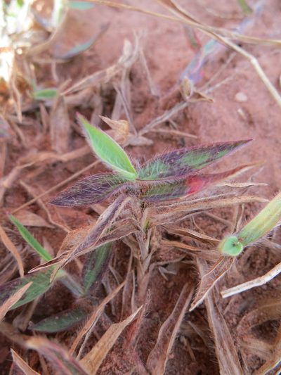 Digitaria longiflora, photographed by bat (Maria Vorontsova)